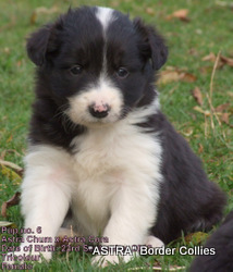 Tricolour female, Rough coat, border collie puppy